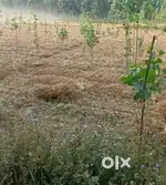 7 beegha agriculture land