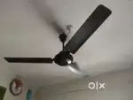 Polo black fan 3 blades