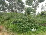 50 Cent Plot for Sale near Kangazha Junction