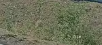 1500sqft polot for sale Dk-5 Danish kunj Kolar road
