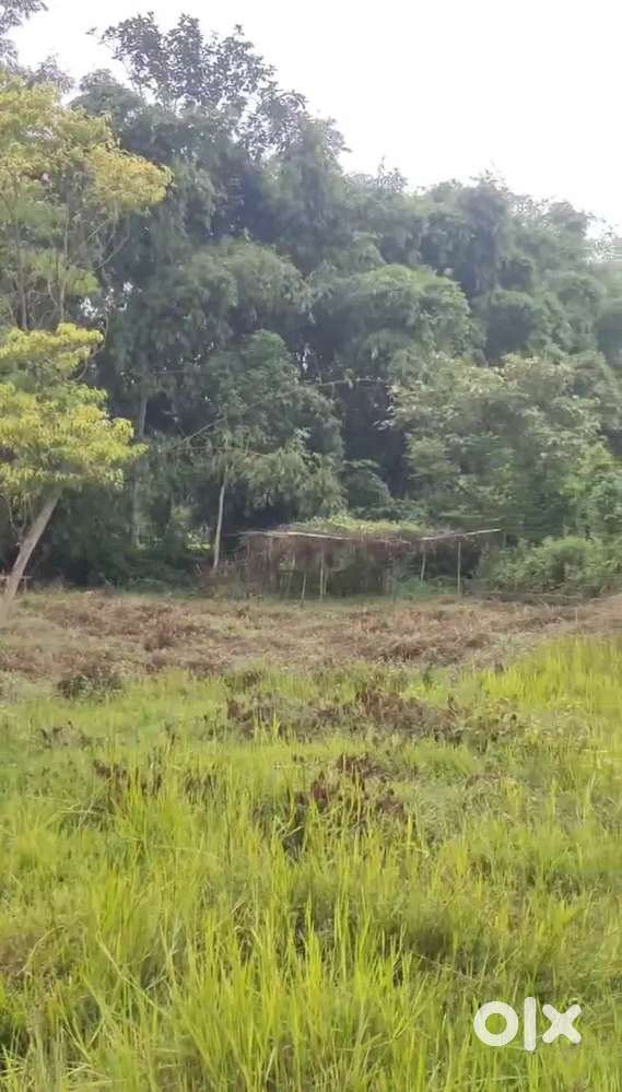 Land for sale in Abhoypur,Moran, Dibrugarh( Negotiable)