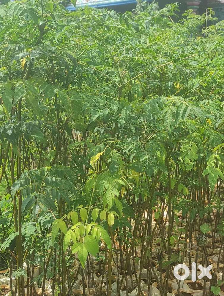 Malaivembu plants