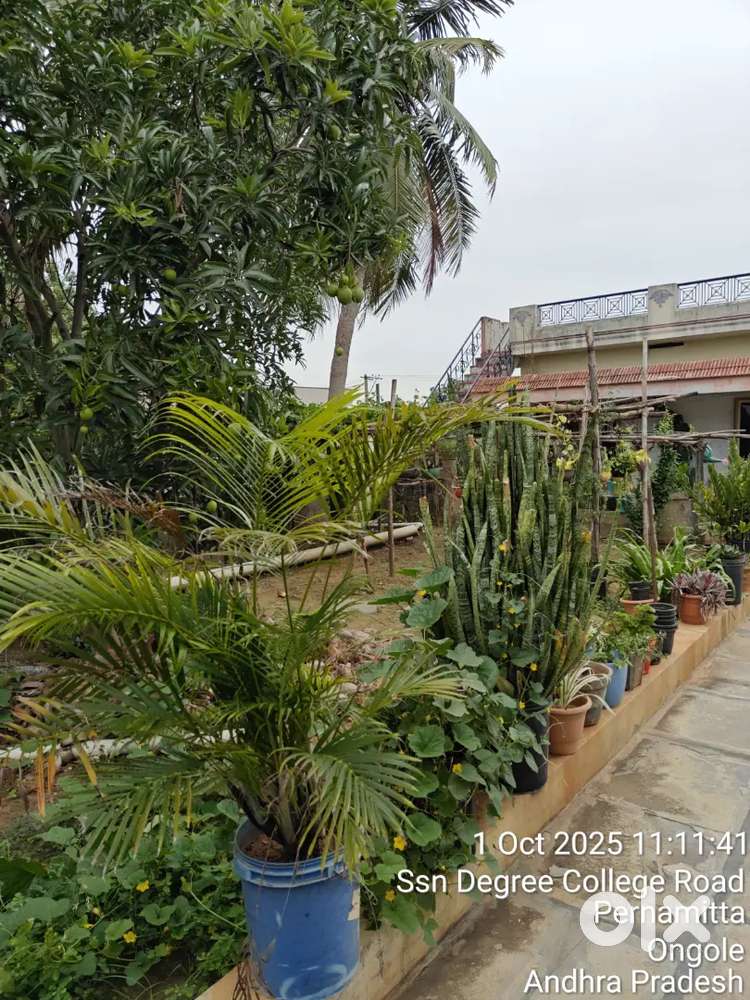 Lovely House