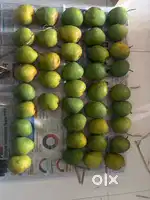 DEVGAD MANGOS
