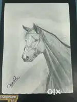 Horse sketch