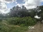 ত্রিপুরা ইউনিভার্সিটি সংলগ্ন এলাকায় ১ কানি জায়গা বিক্রি করা হবে