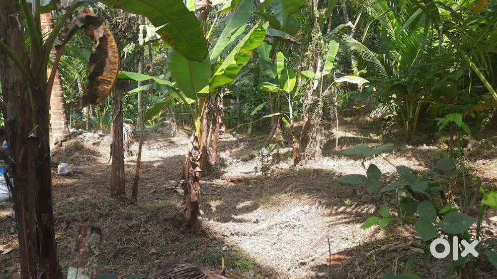 ഈങ്ങാപ്പുഴ ചമൽ വെണ്ടെക്കിന്ചാൽ 7 സെന്റ് ഭൂമി വില്പനക്ക്