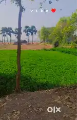 1 katha punpun paimar