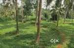 6 Cent Residential Land For Sale At Alavil, Kannur (ML)