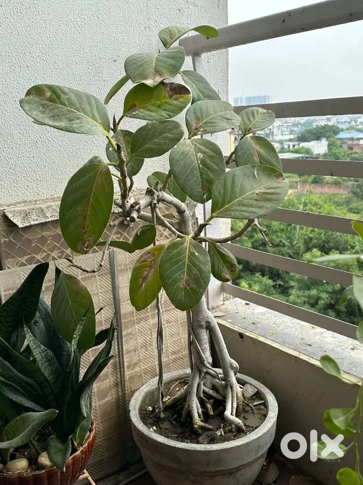 Bonsai plants