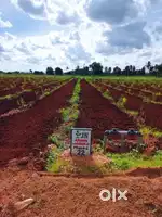 AGRICULTURE LAND FOR SALE AT GOURIBIDANUR HIGHWAY