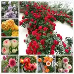 Red Climbing Rose Seeds