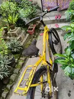 Hercules Running cycle (Read the full description below)