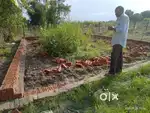 Fresh plot