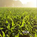 2.20 Acres agricultural land for sale with Thar road approach