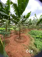 15 Cent Residential Plot Near Science City Kuravilangadu