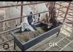 Goat farm work (agriculture land work)