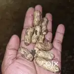 गीली मूंगफली बेचना है