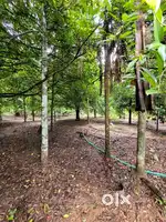 31 cent plot for sale