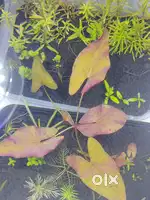 Aquarium plant for planted tank