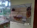 Birds Box Used,