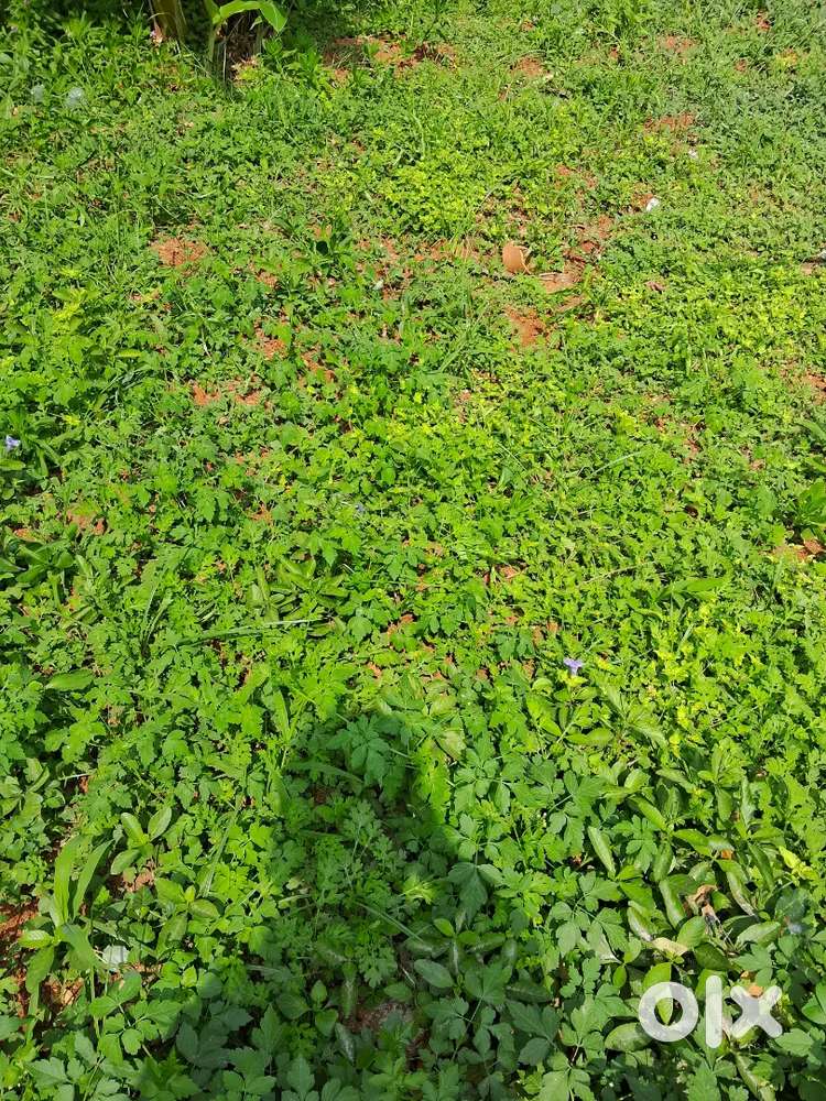 Residential plot @ kovaipudur