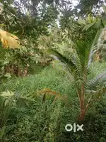 Agriculture land for sale including bore water facility