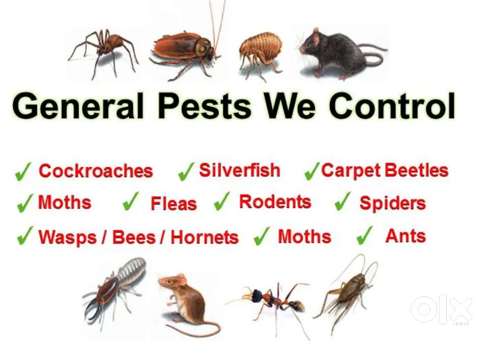 ALL TYPES OF PEST CONTROL SERVICES DONE WITH LOWPRICE AND WARRANTY