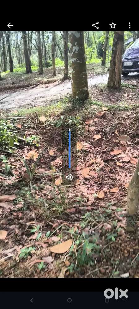 Road side house plot with rubber and anjil. Concrete road.