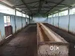 Chicken cutting petson