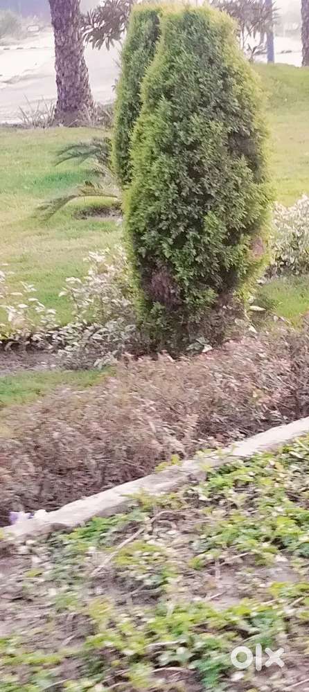 207 gaj plot for sale in Mohali Landchester Airport road Mohali