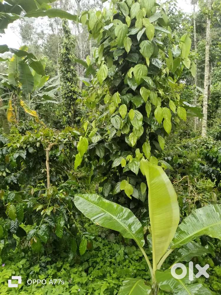 1 ACRE FARM (NEAR PACHALUR) FOR SALE