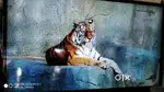 smart LG LED TV 32