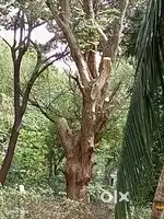 10 Acre coconut trees land for rent or lease