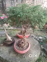 Plant shemmi