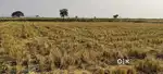 3.5 acre Land is for sale in Gurazala, 6 km from city, clear title