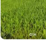 3 Acres 13 Guntas agricultural land for sale with Thar Road approach