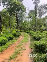 Wayanad Tavinjal panjayath 3 acre view point land selling
