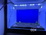 Fish Aquarium