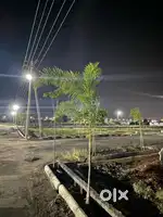Residential open plants sale kuda approval