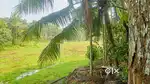 PADDY FRONTAGE PROPERTY PATTIMATTOM NEAR KOLENCHERY KADAYIRIPPU