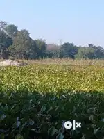 Near pitpara school, Nalbari Assam
