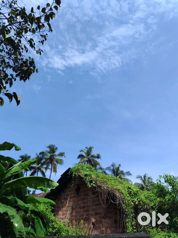 12 cents kadri mallikatte