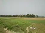 2 bigha khet near by transgangacity se 2km best location pe