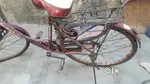Ladybird bicycle