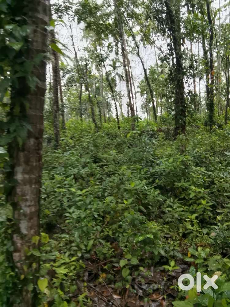 Land for Sale ( 35 cent for 40,000 per cent)