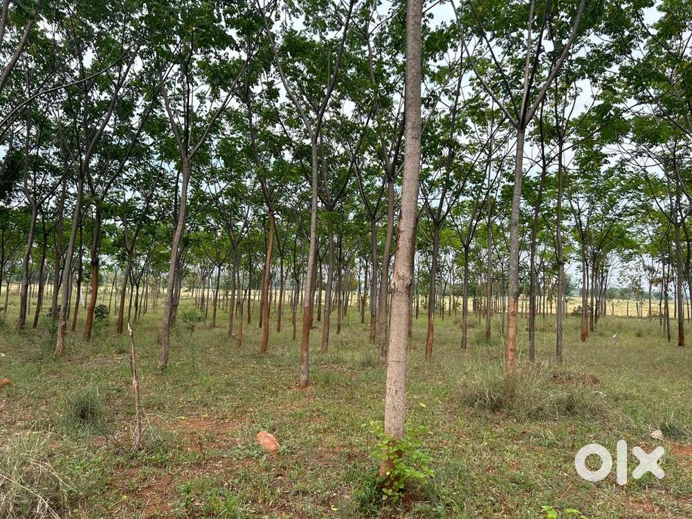 Srisailam Highway Premium Malabar Plantation Plots – Amanagal Near