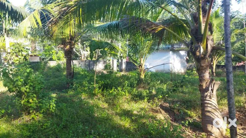 Urgent sale plot at Thonnakkal