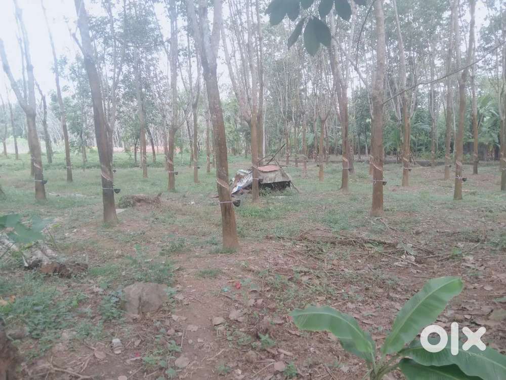 LAND FOR SALE 30 CENT PUKKATUPADY KOCHIN INTERNATIONAL SCHOOL NEAR