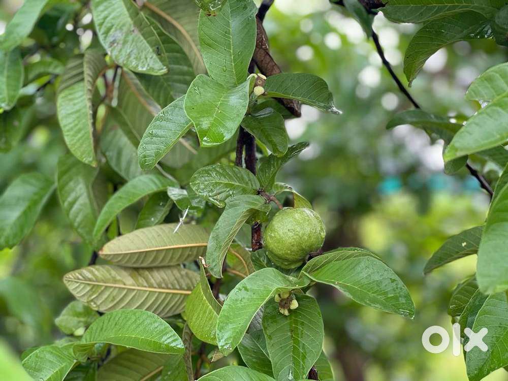 रायपुर के पास 5000 फलदार अमरूद के पेड़ों के बीच अपना फार्महाउस